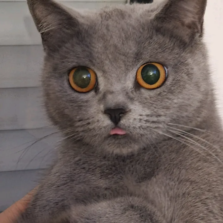 kitty15122019