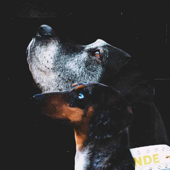 deutschedogge_luna