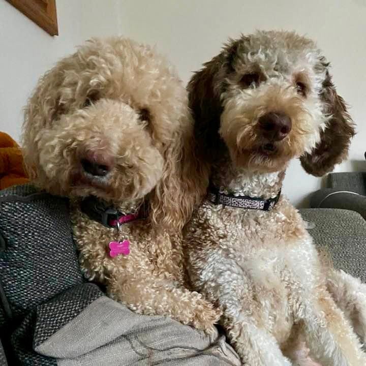 mpdoodleduo
