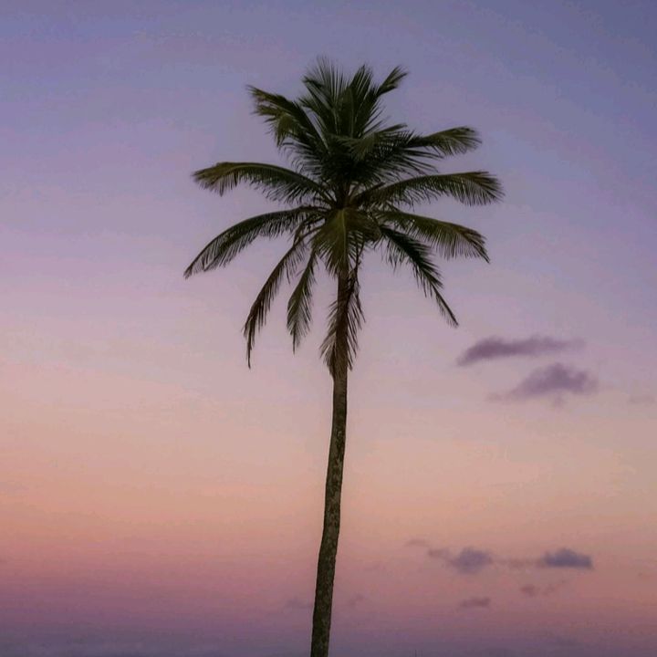 🎶 🌴 - original sound - video.cxd