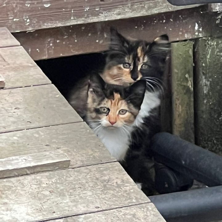 seanrescuesanimals