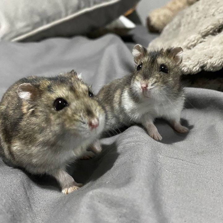 teddy.and.rosie