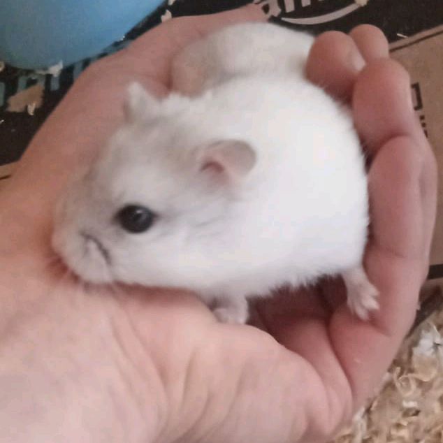 @sunnythehamster4