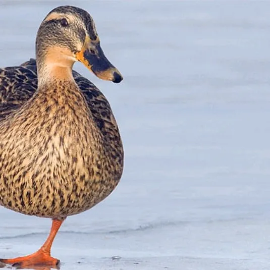 ente_ent.e