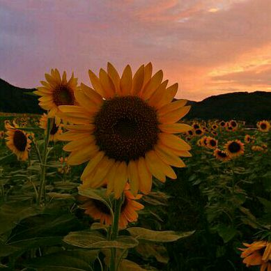 itzme.sunflower05