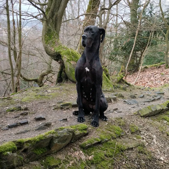deutschedoggee