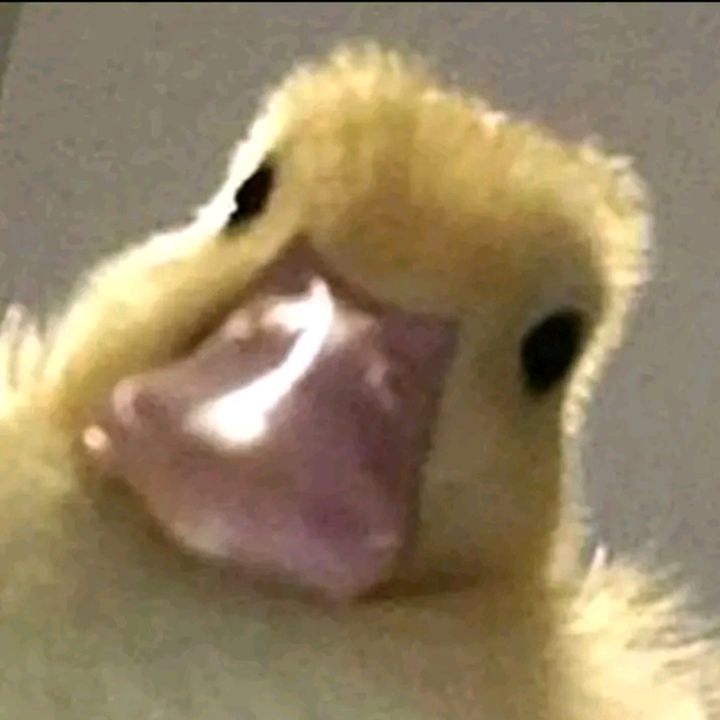 vonzycute