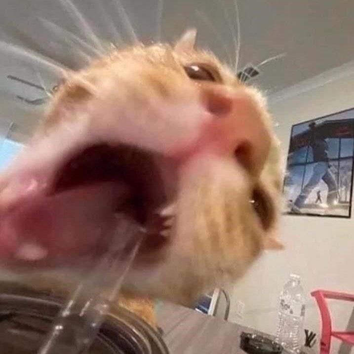 tangerinelott