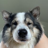error.cutedog