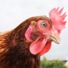 chicken67677
