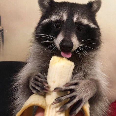 raccoonlover4lifez