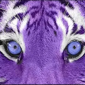 alienfelineverse