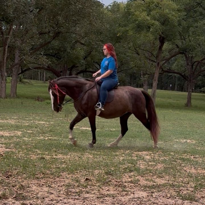 waywardequestrian