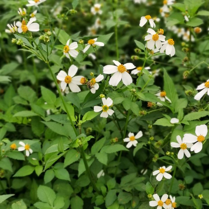 flowpmjqt14