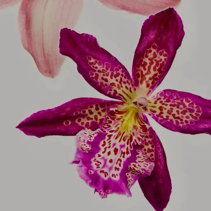 floralbel