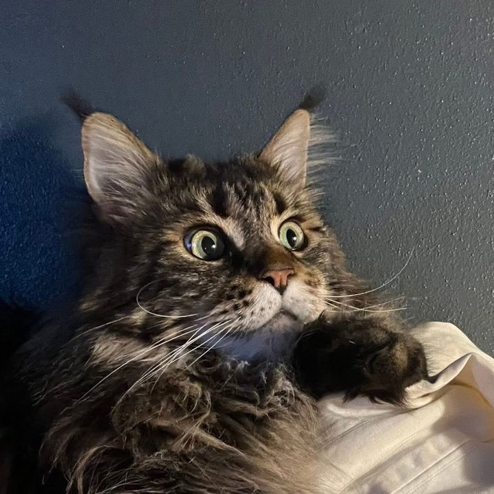 grapesthemainecoon