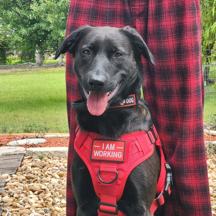 ziraservicepuppies