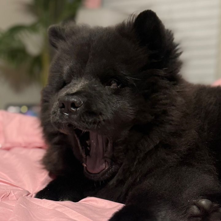 draivyn.thee.chow