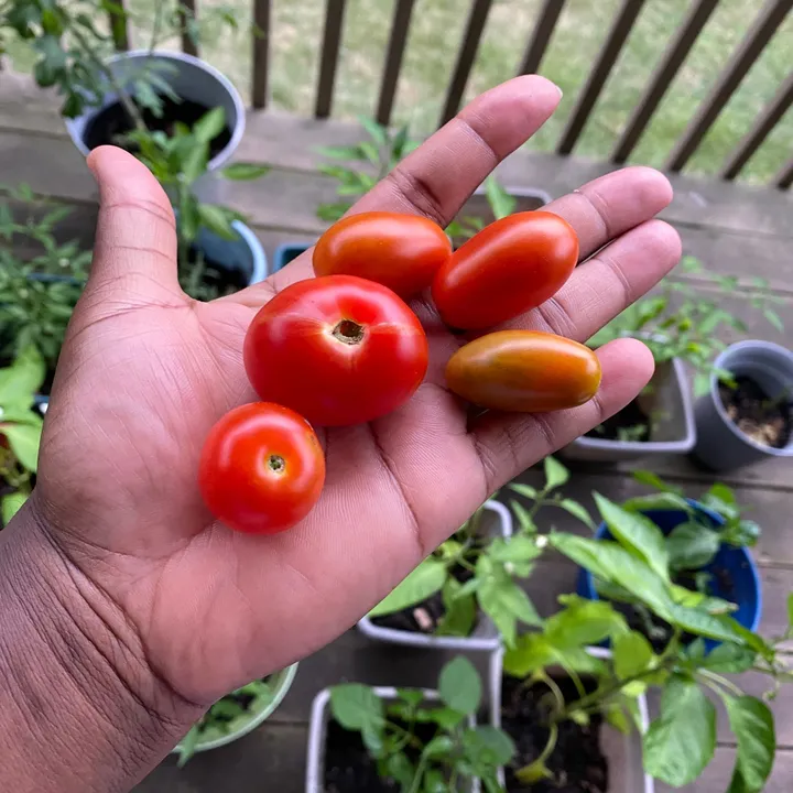 garden__bombshell