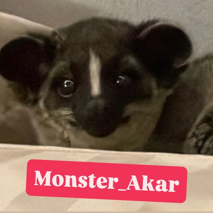 @monster_akar