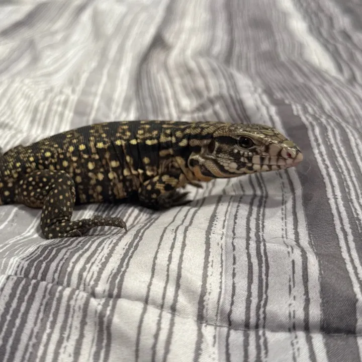 that.reptileguy