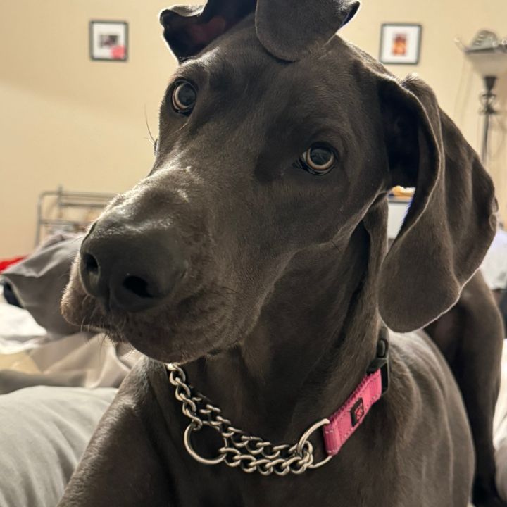 janethedanebtx