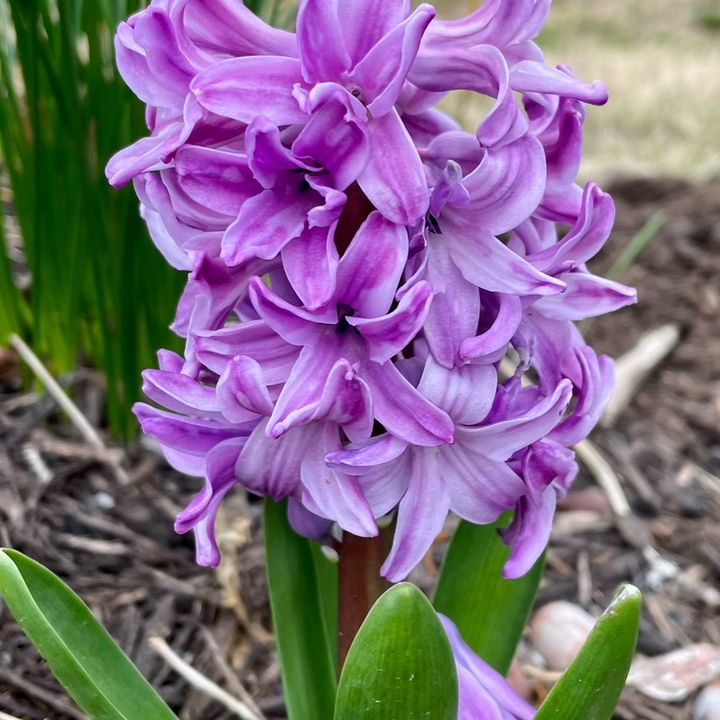 @angela_in_the_garden