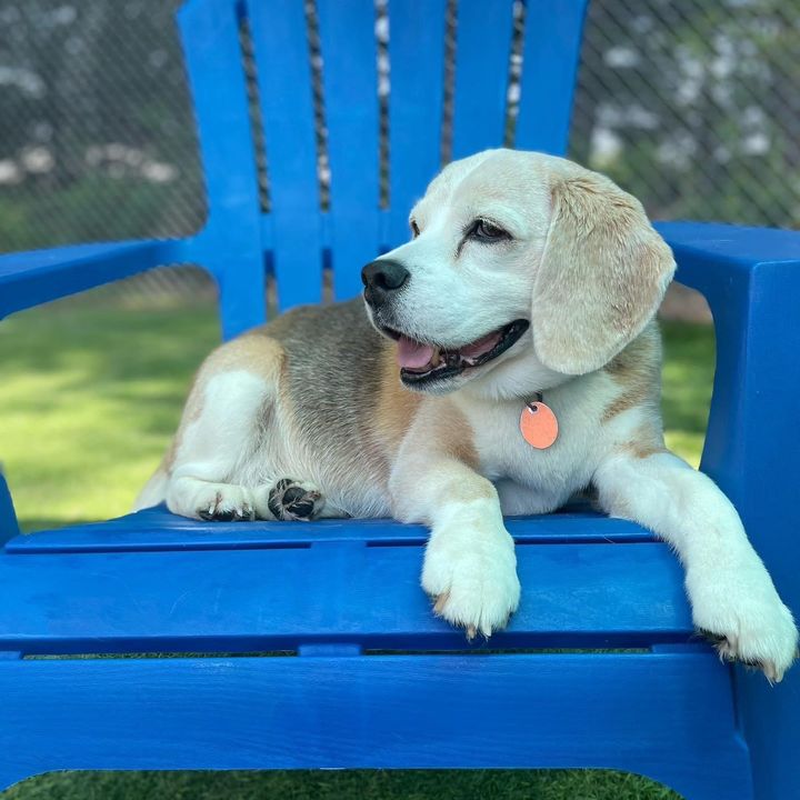 houndhousingdaycare