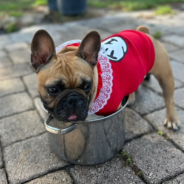 frenchbuldogmaya