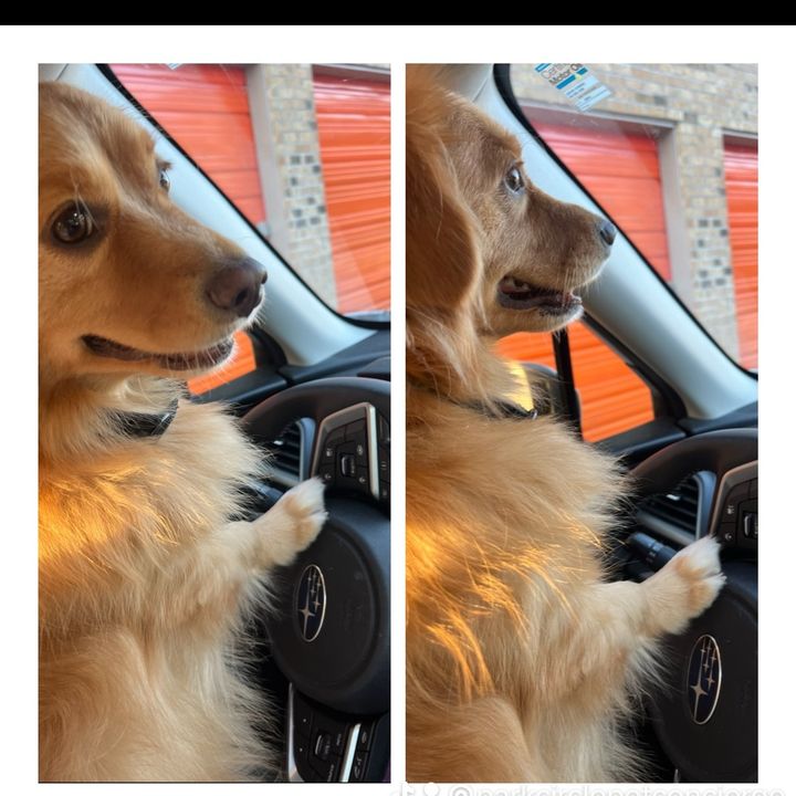 parkcirclepetconcierge
