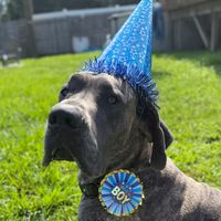 hankthetankpup