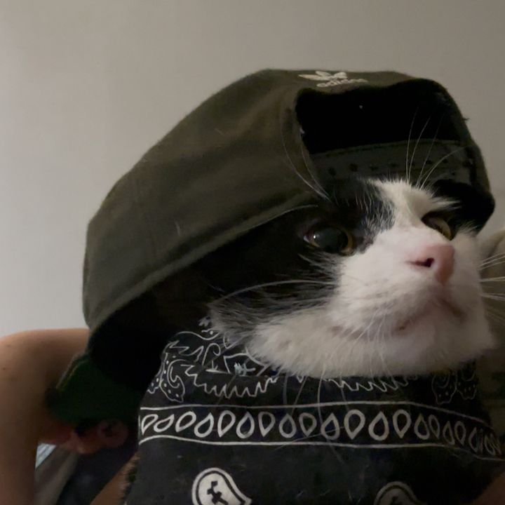 whatthepurr
