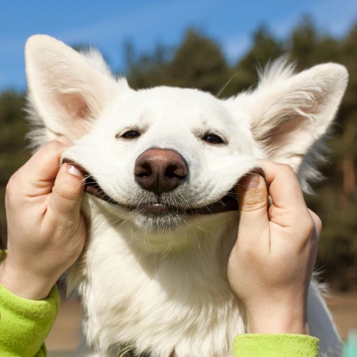 cute.dogs.channel1