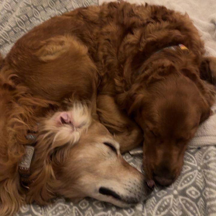 the_baxter_bunch