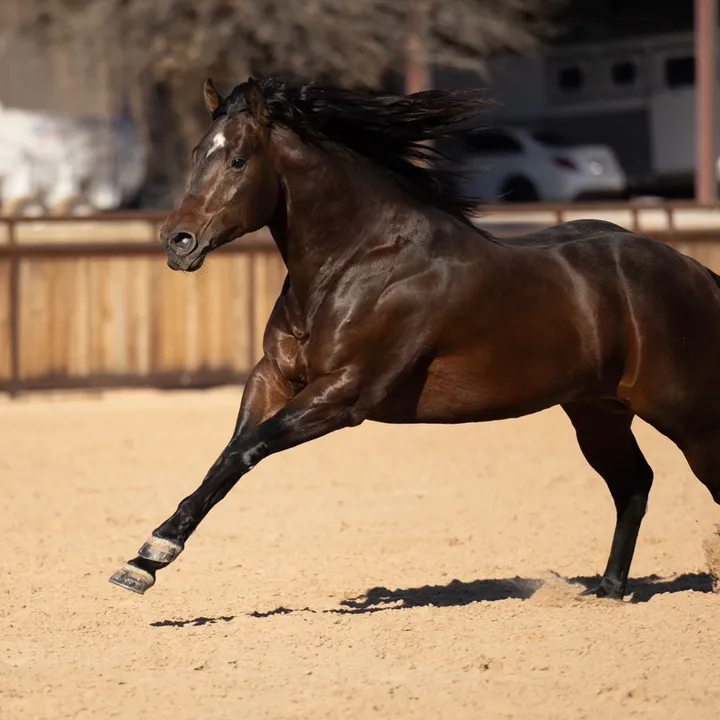 @t4quarterhorses