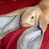 esotericsquirrel