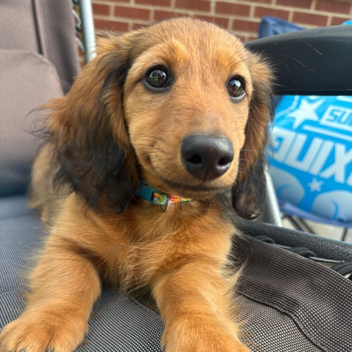 remi.the.mini.ween