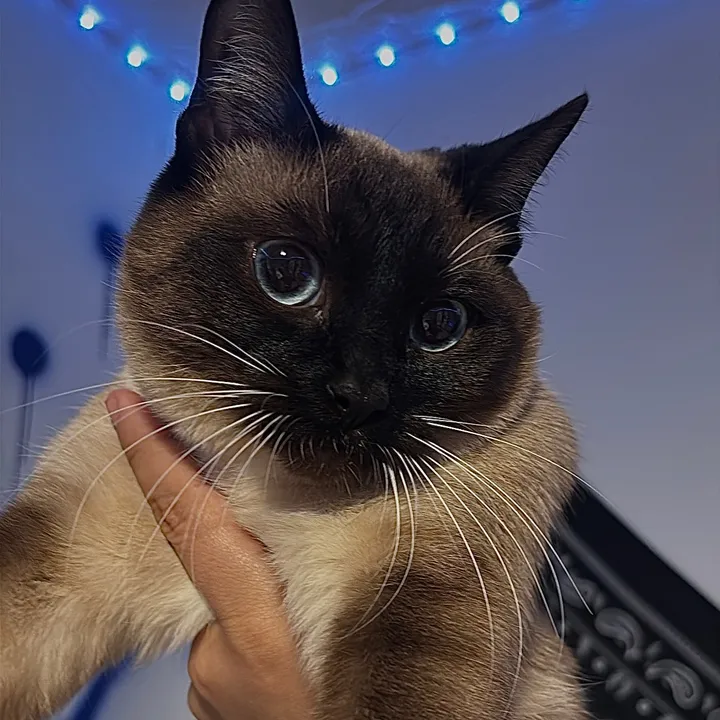 deyheeha