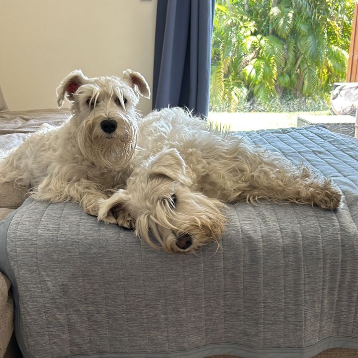 @tlpaws