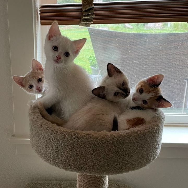 @motelcats