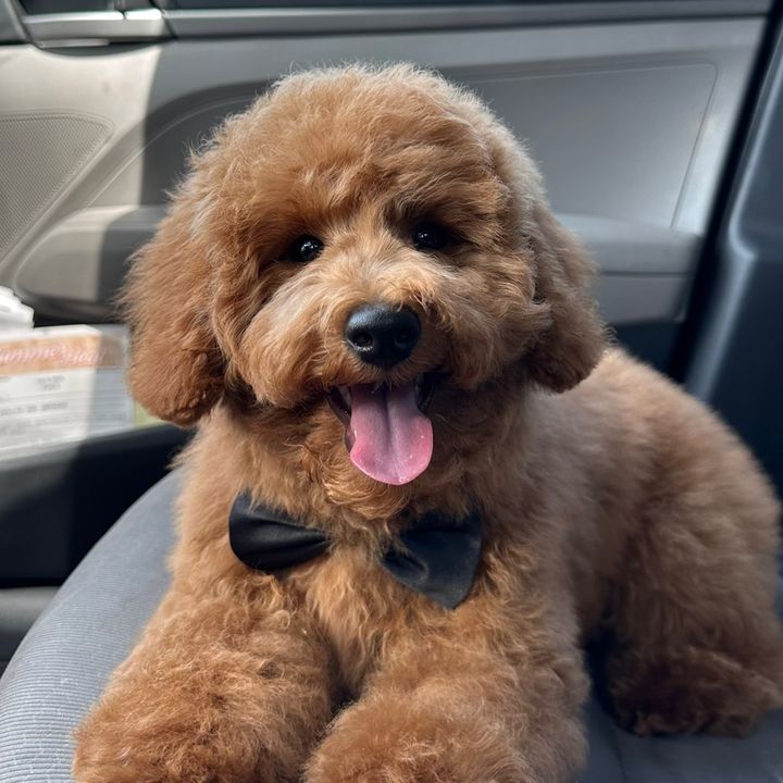 @deltaminipoodle