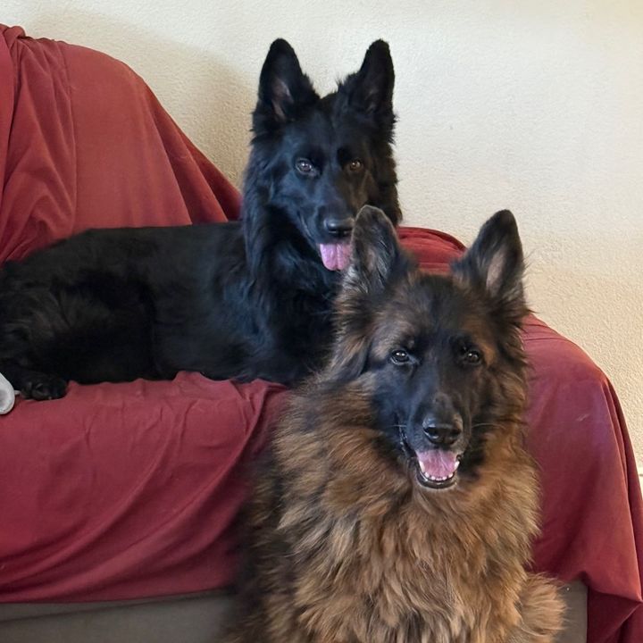 k9_bear_riska