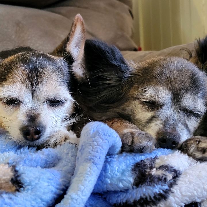 @fluffy_fur_fixer