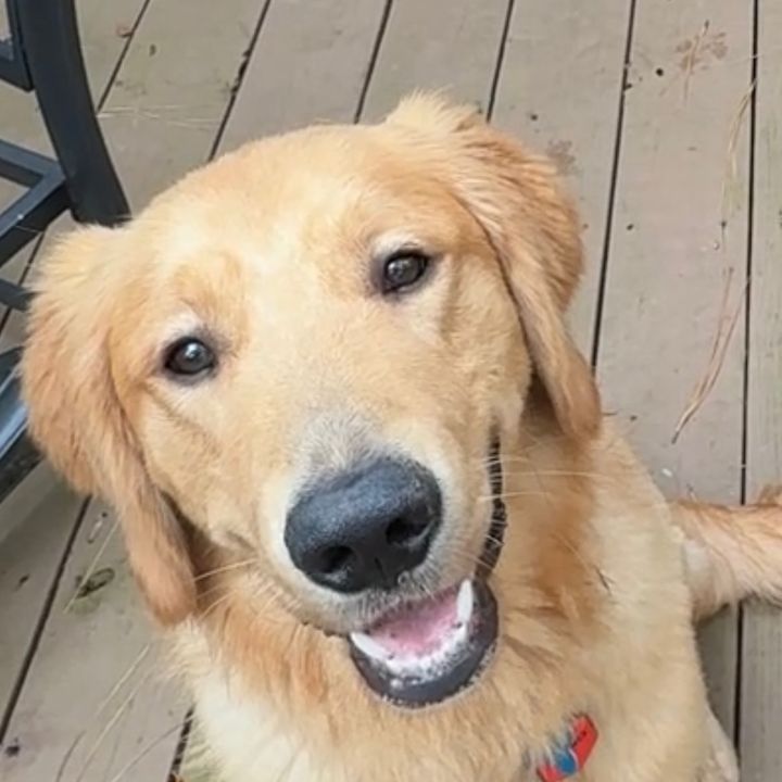 thelifeofcharliegolden