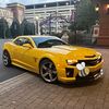 bumblebee.504