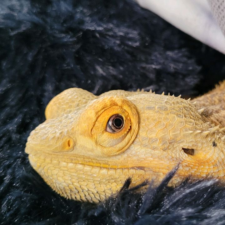 jamieueb