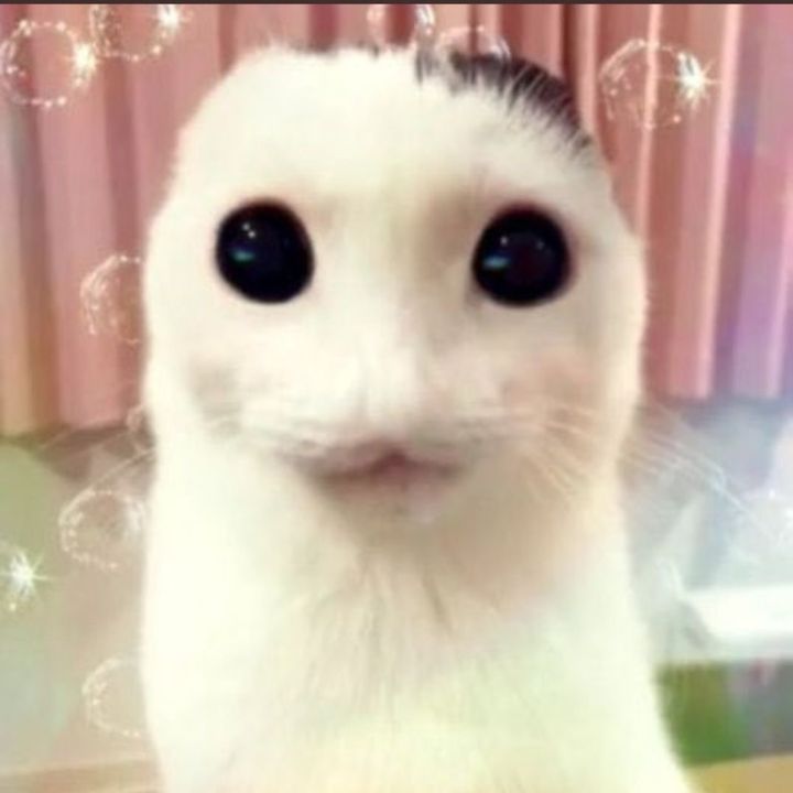 kindanoodle