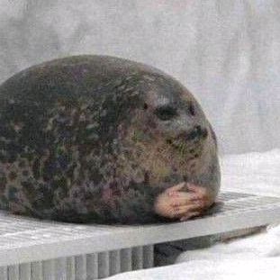 seal_335