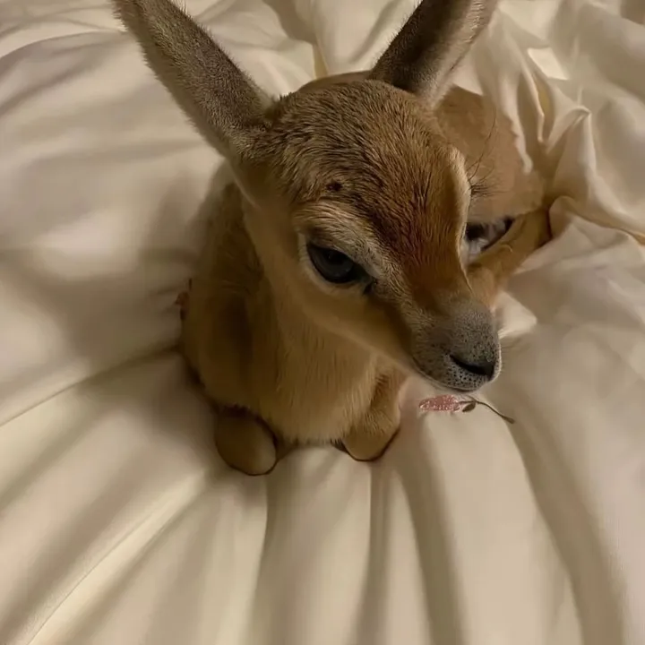 bunnyspitt225