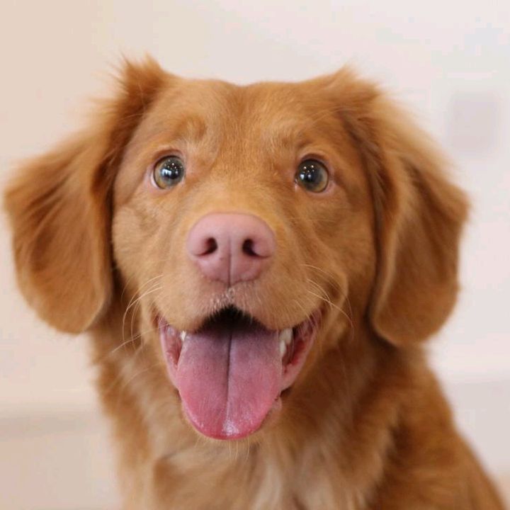 puppiesandkittens79